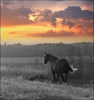Quel nom portait le cheval de Don Quichotte ?