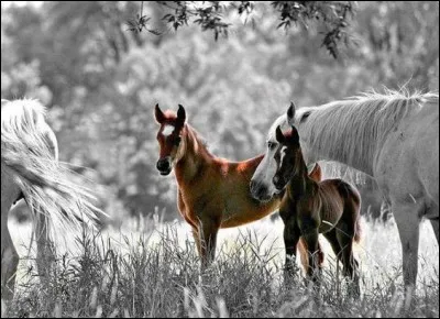 Quel animal est le père du bardot ?
