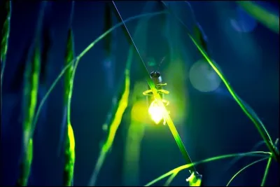 Comment dit-on "luciole" en anglais ?