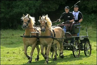 Quelle discipline voit-on sur l'illustration ?