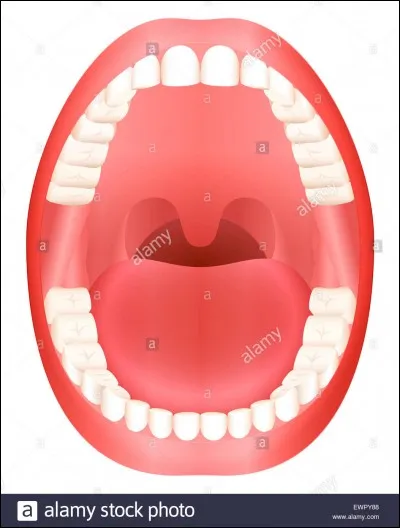 Combien de dents ont la plupart des adultes ?