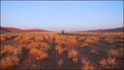 En été, les températures oscillent de ___ à ___ °C dans le grand désert de Victoria.