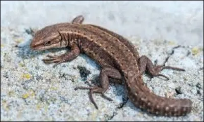 Que se passe-t-il lorsqu'un lézard perd sa queue ?