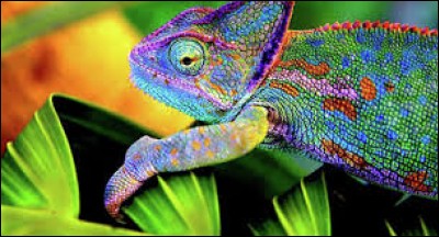 D'où proviennent les couleurs du caméléon ?