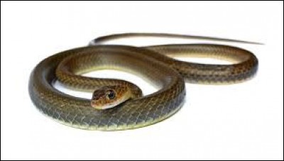 Quel terme désigne une méthode de déplacement chez les serpents ?