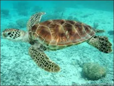 De quoi est faite la carapace d'une tortue ?