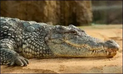 Pour quelle raison le crocodile marche-t-il difficilement ?