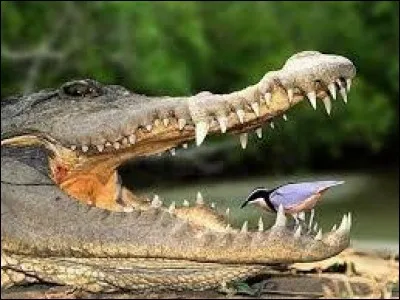 Est-ce que les dents d'un reptile repoussent ?