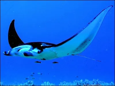 Comment dit-on "raie manta" en anglais ?