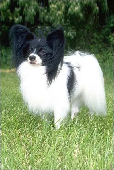 De quelle race est ce chien ?