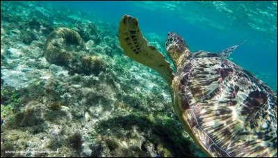 Quel est le nom scientifique de la tortue de mer ?