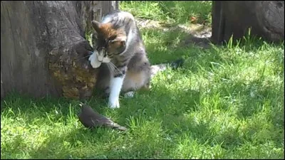 Quel chat a été chassé du Clan du Tonnerre et est devenu chef du Clan de l'Ombre ?