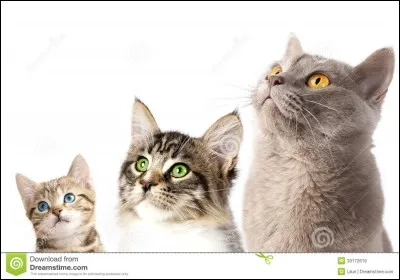 Quel est le grade du Clan de l'Ombre qui a chassé le Clan du Vent ?