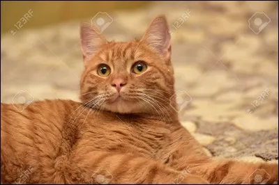 Dans le livre "Aurore" quel est le chef du Clan de l'Ombre ?