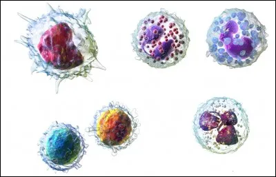 Dans la liste ci-dessous, qu'est-ce qui n'est pas une cellule du système immunitaire ?