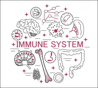 Le système immunitaire correspond à…