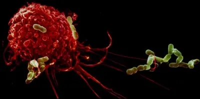 Laquelle de ces affirmations est vraie concernant la phagocytose ?