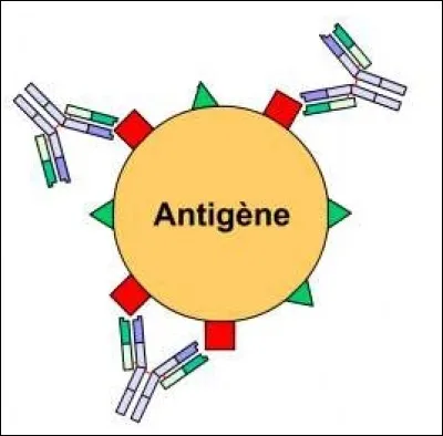 A quoi correspondent les anticorps ?