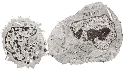 Quelle affirmation est correcte à propos des lymphocytes T ?