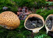 Quiz Les champignons les plus courants