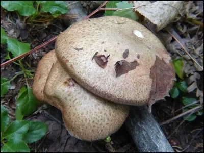 En ferez-vous un bon repas ?
