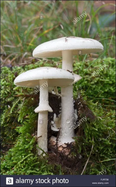 Ce champignon, vous avez sûrement dû le voir au moins une fois dans votre vie ! (Ici, forme blanche) Quel est son nom ?