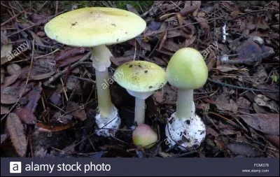 Oseriez-vous la goûter ?