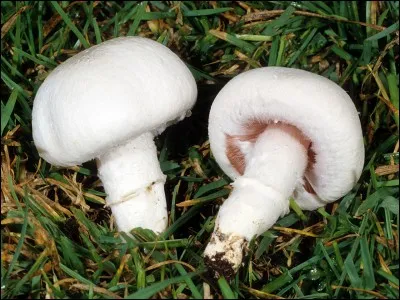 Dans les prés ou dans les champs, il n'est pas rare de trouver ce champignon. Son nom est ...