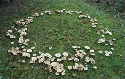 Mettriez-vous ce champignon dans votre assiette ?