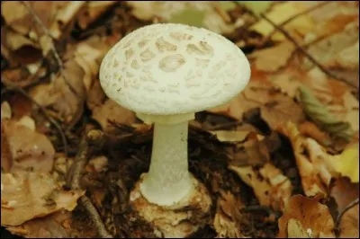 Est-elle comestible ?