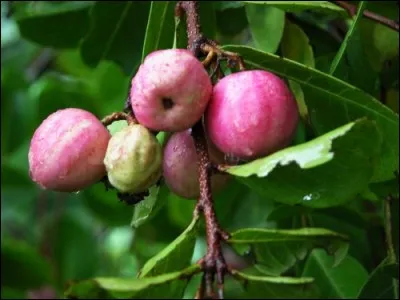Ce fruit est étrange et a un nom étrange. Quel est ce fruit ?