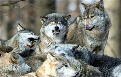 Paru en France en 1997 un roman "autobiographique" raconte le périple à travers l'Europe d'une petite fille de 7 ans pendant la IIe Guerre mondiale. Elle devait sa survie notamment à des loups qui la nourrissaient. Quel était le titre ?