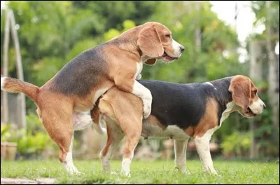 En 1976, le joueur de tours américain Joey Skaggs a publié une annonce dans le Village Voice. À son grand étonnement, il s'est mis à recevoir des appels de gens prêts à payer 50 $, mais pour quel service ?