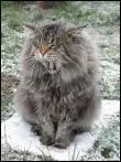 D'o vient le Maine Coon ?
