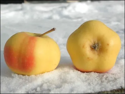 Quel est l'élevage se servant d'un procédé appelé "fixisme" ?