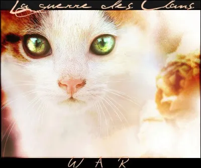 Quelle est ta couleur favorite ?