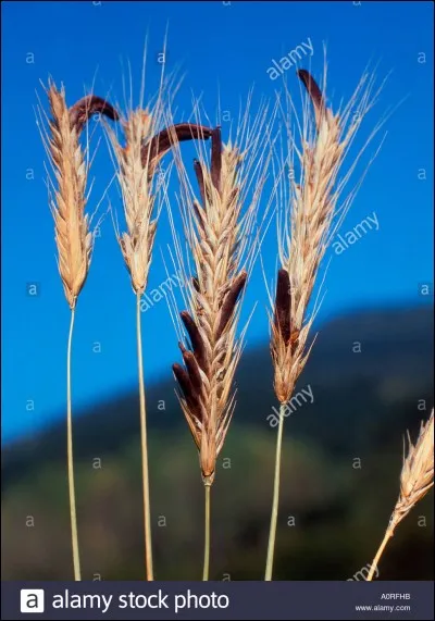 Ce champignon est-il comestible ?