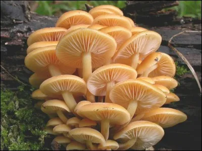 Ce champignon est-il comestible ?