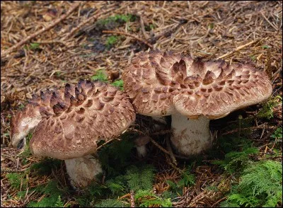 Ce champignon est-il comestible ?