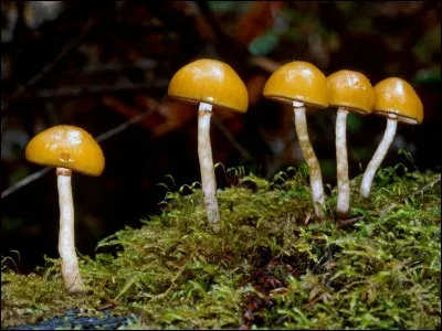 Ce champignon est-il comestible ?