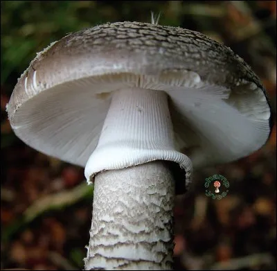Ce champignon est-il comestible ?