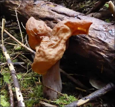 Ce champignon est-il comestible ?