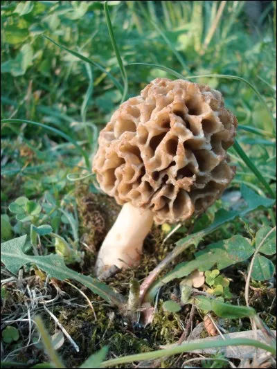 Ce champignon est-il comestible ?