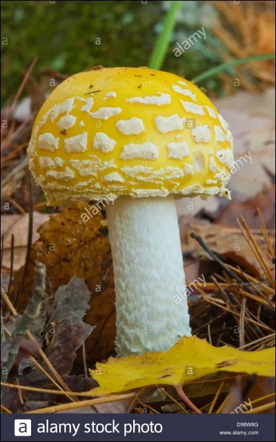 Ce champignon est-il comestible ?