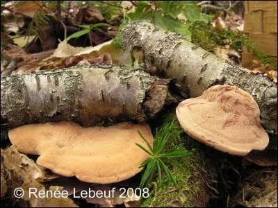 Ce champignon est-il comestible ?