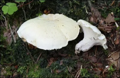 Ce champignon est-il comestible ?