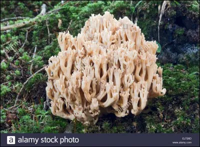 Ce champignon est-il comestible ?