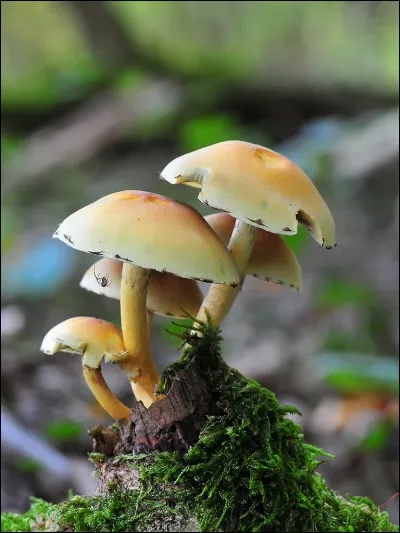 Ce champignon est-il comestible ?