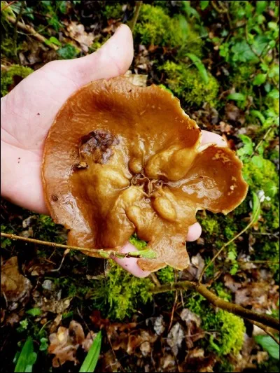 Ce champignon est-il comestible ?