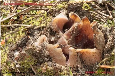 Ce champignon est-il comestible ?